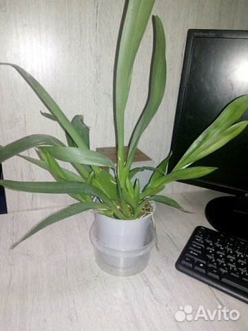 Орхидея камбрия