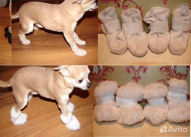 Для маленьких собачек: сумки, лежанки, одежда, обу купить на Зозу.ру - фотография № 3