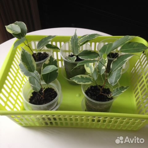 Фикусы Бенджамина