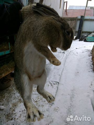 Кролик порода великан самец купить на Зозу.ру - фотография № 1