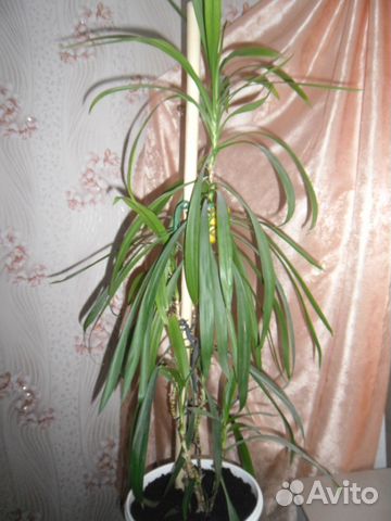 Пальмовидные Комнатные Растения Фото
