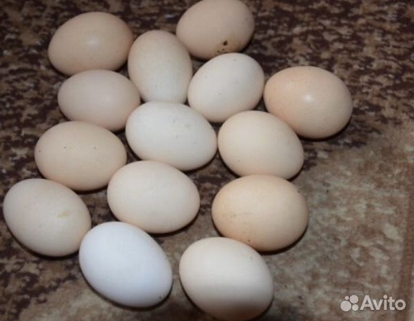 Воронеж купить инкубационное. Яйцо Легбар инкубационное. Куры Легбар яйца. Московская чёрная порода кур яйцо. Породы кур инкубационные яйца.