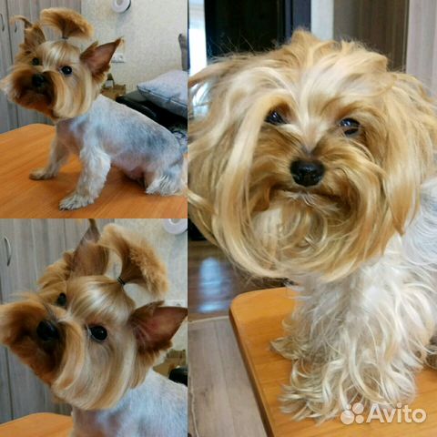 Стрижка собак и кошек