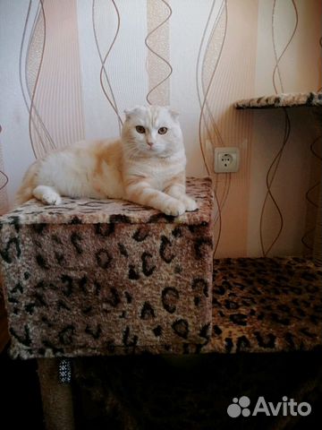 Шотландский кот (вязка) купить на Зозу.ру - фотография № 1