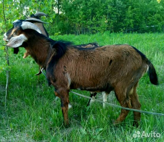 Чехо-нубийский козел купить на Зозу.ру - фотография № 2