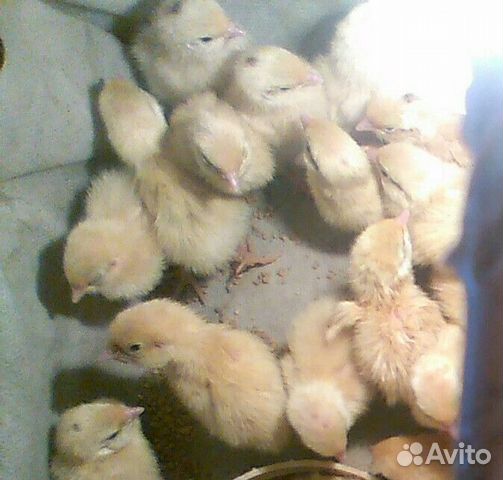 Продам перепелят, цыплят разных возрастов купить на Зозу.ру - фотография № 1