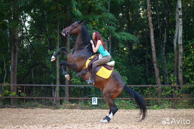 Лошадь в аренду с возможностью продажи купить на Зозу.ру - фотография № 7
