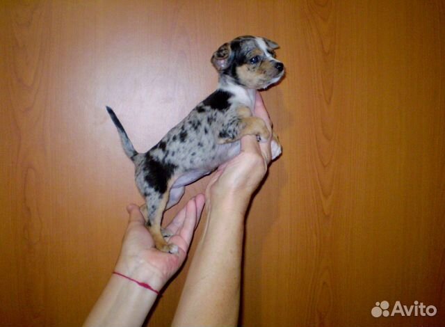 Тойчики-девочки