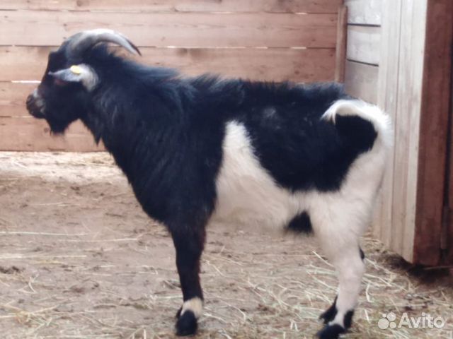 Нигерийские и камерунски козы, французская овечка купить на Зозу.ру - фотография № 3
