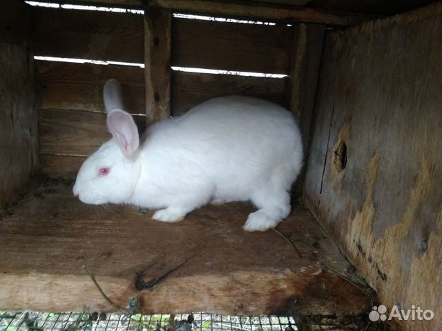 Кролик Белый великан купить на Зозу.ру - фотография № 2