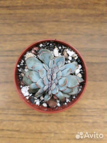 Echeveria apus cristata - Эхеверия