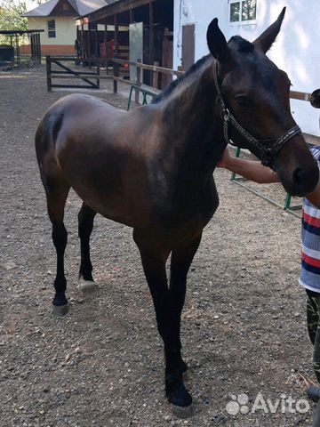 Продаётся конь,возраст 1,8полукровка,очень крупны купить на Зозу.ру - фотография № 2