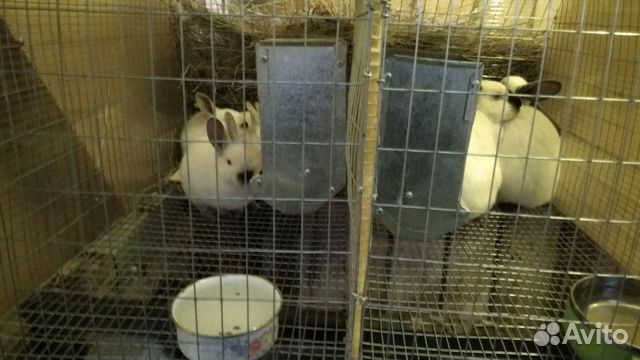 Калифорнийские кролики купить на Зозу.ру - фотография № 3