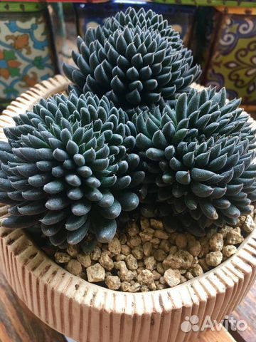 Суккулент, Синокрассула Суккулент, Синокрассула