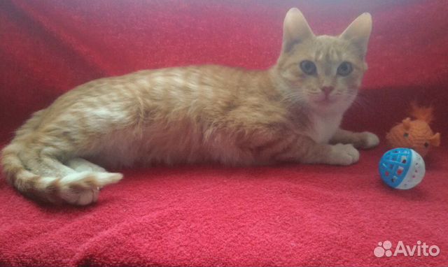 Красавчик Тиша