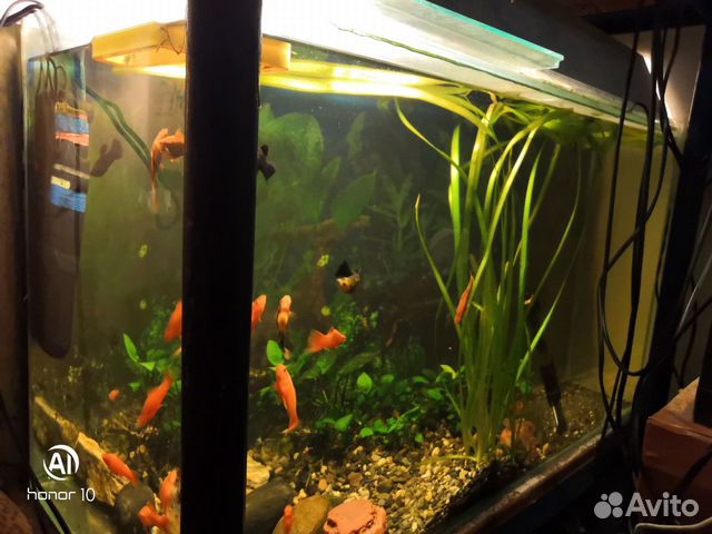 Продаются пять аквариумов с двумя стеллажами объём купить на Зозу.ру - фотография № 5