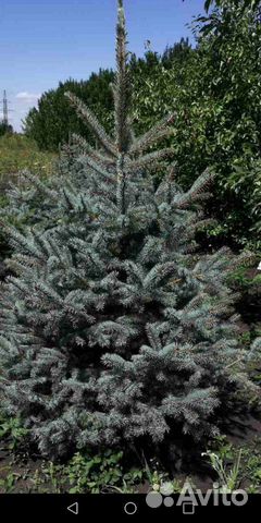 Голубая ель