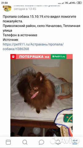 Пропала собака купить на Зозу.ру - фотография № 1