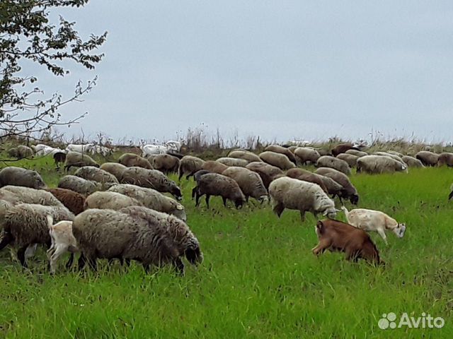 Продам овец, баранов купить на Зозу.ру - фотография № 2