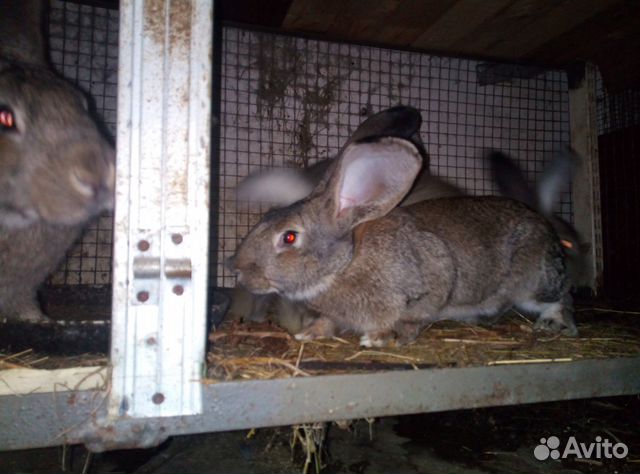 Продаю кроликов,породы ризинг,фландеры мясной поро купить на Зозу.ру - фотография № 4