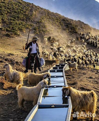 Живые бараны ягнята овцы купить на Зозу.ру - фотография № 5