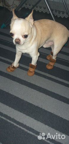 Обувь для маленькой собачки купить на Зозу.ру - фотография № 3