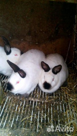 Калифорнийские кролики купить на Зозу.ру - фотография № 3