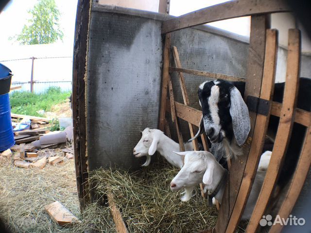 Семья нубийских коз: козел и коза купить на Зозу.ру - фотография № 2