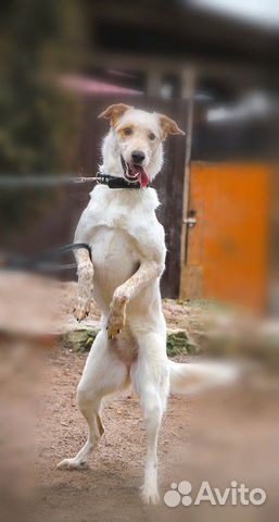 Необычная собака в добрые руки купить на Зозу.ру - фотография № 3
