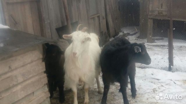 Продам козу и козлят на мясо или живьем купить на Зозу.ру - фотография № 1
