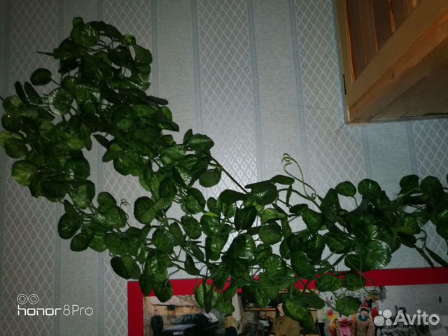 Вьюн Комнатное Растение Фото