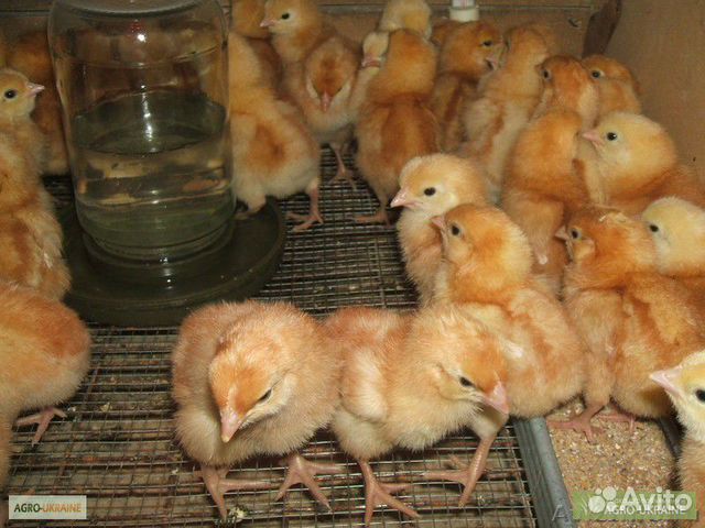 Вывод цыплят под заказ купить на Зозу.ру - фотография № 4