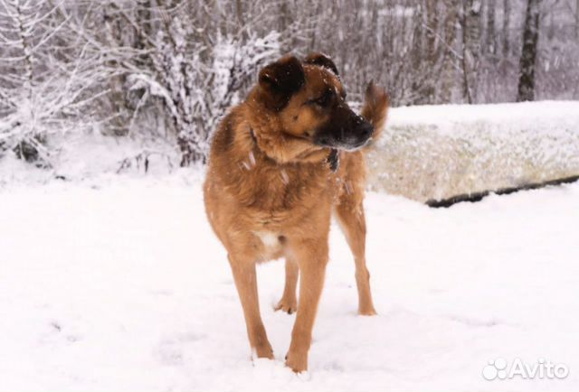 Собака Рекс ищет дом купить на Зозу.ру - фотография № 1