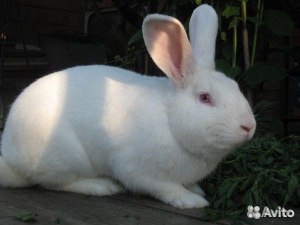 Продам кроликов калифорнийцев купить на Зозу.ру - фотография № 3