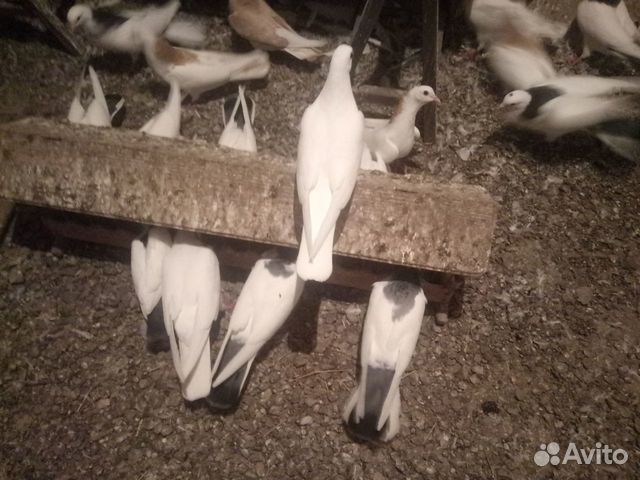 Редкие бакинские голуби купить на Зозу.ру - фотография № 3