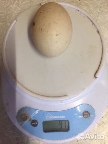 Инкубационное яйцо,индоутки можно семьями купить на Зозу.ру - фотография № 9