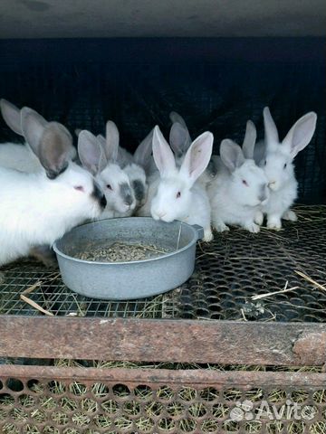 Кролики по два месяца купить на Зозу.ру - фотография № 1