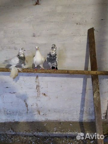 Продам узбекских и бакинских голубей купить на Зозу.ру - фотография № 8