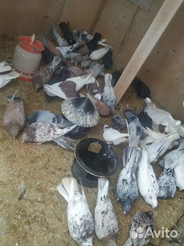 Бакинские голуби купить на Зозу.ру - фотография № 2