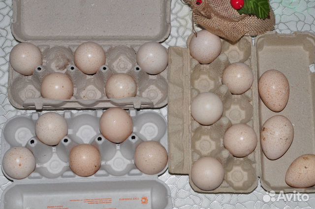 Яйцо на инкубацию индейки купить на Зозу.ру - фотография № 2