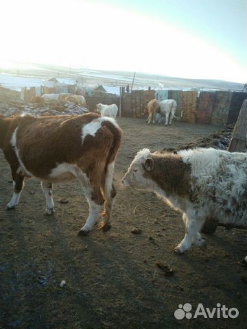 Продам молодых коров с телятами, ёмкость 3 куба, н купить на Зозу.ру - фотография № 3