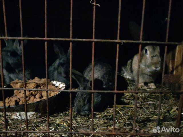 Продаются кролики 2-3 месячные купить на Зозу.ру - фотография № 1