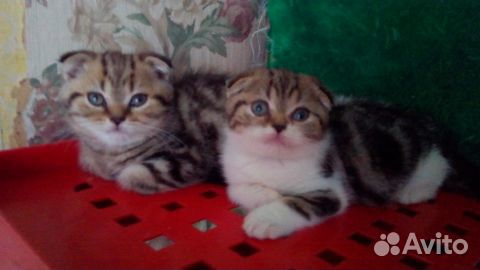 Шотландские Котята Купить В Тамбове
