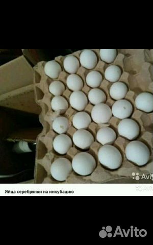 Яйца серебрянки купить на Зозу.ру - фотография № 1