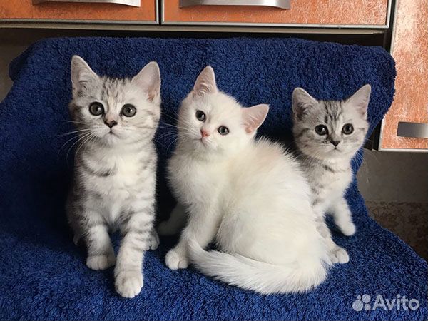 Симпатичные котята британчики купить на Зозу.ру - фотография № 1