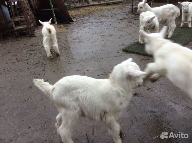 Дойные зааненские козы,козлята купить на Зозу.ру - фотография № 7