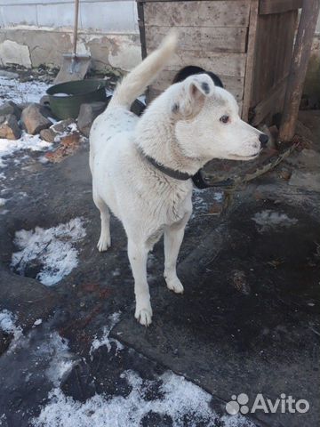 Собака в дар купить на Зозу.ру - фотография № 1