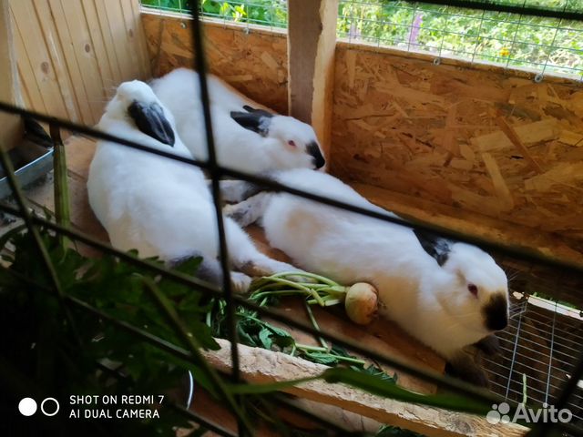 Кролики порода " Калифорниец" купить на Зозу.ру - фотография № 6
