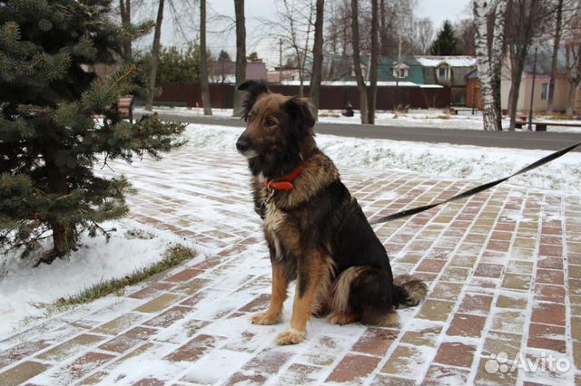 Собака в добрые руки купить на Зозу.ру - фотография № 4