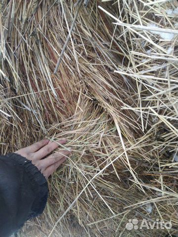 Сено разное травие купить на Зозу.ру - фотография № 3